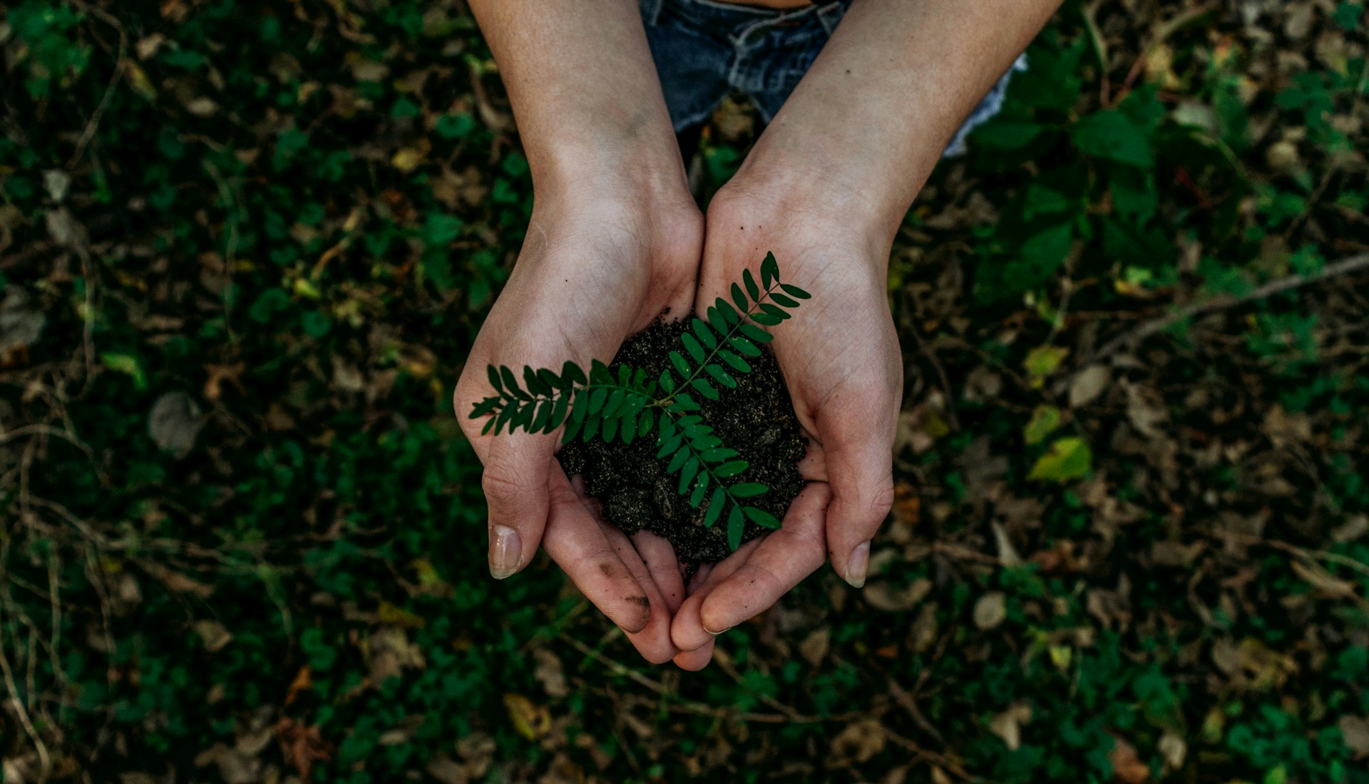 Planting Tree Spalings
